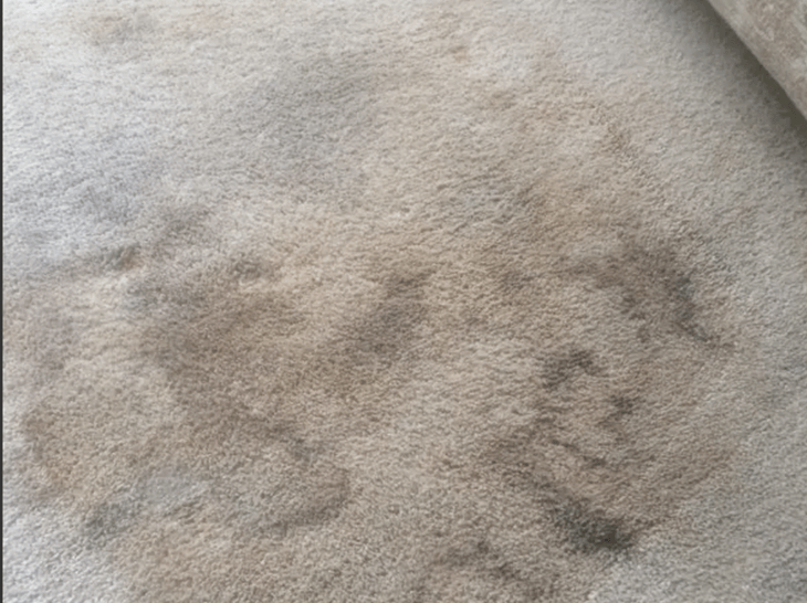 Heavily Stained carpet